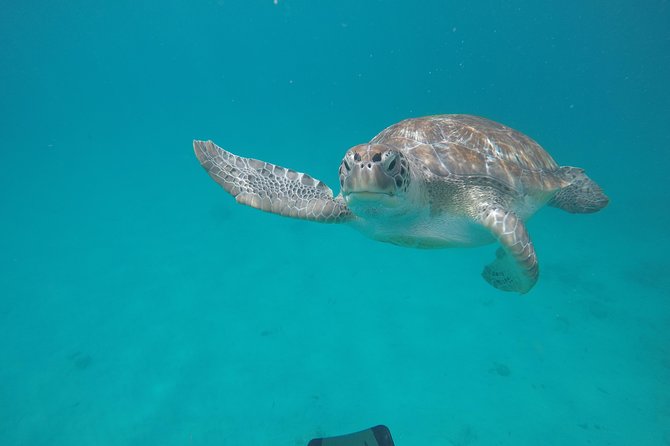 Shasa private catamran sailing cruise, Snorkel with turtles. - Why the small Shasa catamaran changes the day