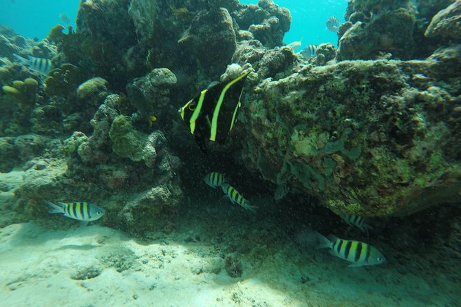 Shasa private catamran sailing cruise, Snorkel with turtles. - Is $900 good value for your group?