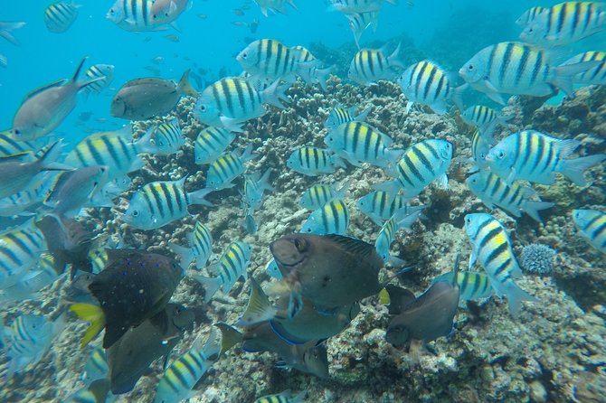 Shasa private catamran sailing cruise, Snorkel with turtles. - Who will enjoy this Barbados sailing trip most?