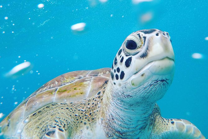 Shasa private catamran sailing cruise, Snorkel with turtles. - Starting at The Sandpiper in Holetown