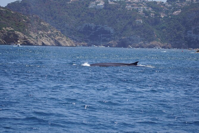 Small Group Dolphin Sunset Tour on Electric Sailing Boat Denia - Why the dolphin search needs realistic expectations