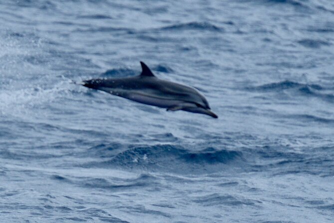 Small Group Dolphin Sunset Tour on Electric Sailing Boat Denia - Drinks, OceanBeer, and the missing dinner