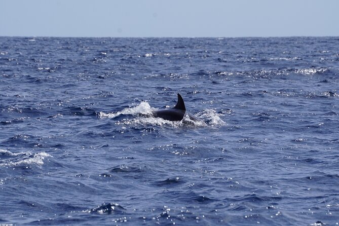 Small Group Dolphin Sunset Tour on Electric Sailing Boat Denia - What the $90.31 price gets you