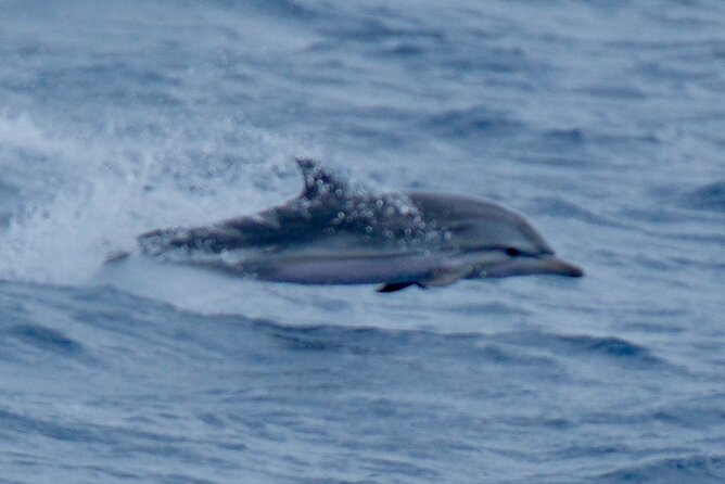 Small Group Dolphin Sunset Tour on Electric Sailing Boat Denia - Weather, cancellations, and booking timing