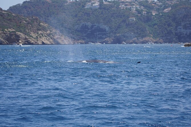Small Group Dolphin Sunset Tour on Electric Sailing Boat Denia - A closer look at the crew and guiding