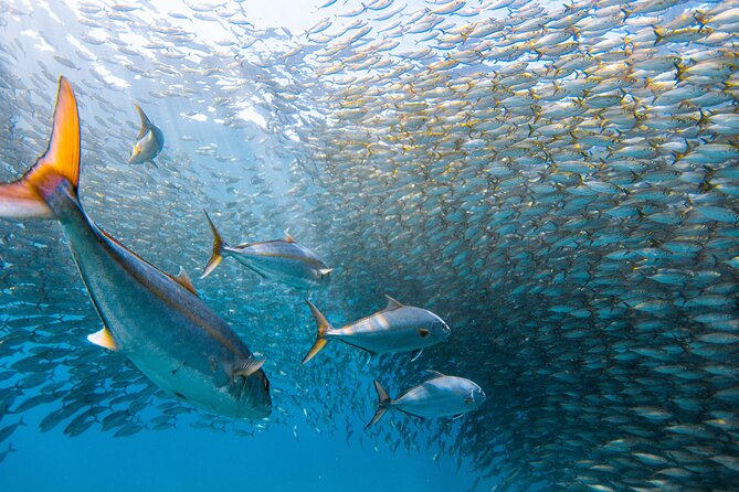 Snorkel Sail Adventure off Ka'anapali Beach, Maui - One snorkeling stop, with real sea life to watch for