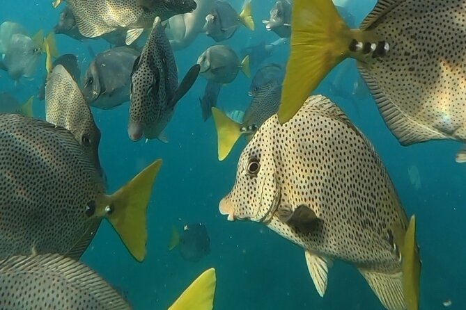 Snorkel & Sunset Sail in Cabo San Lucas - Who should book this Cabo cruise