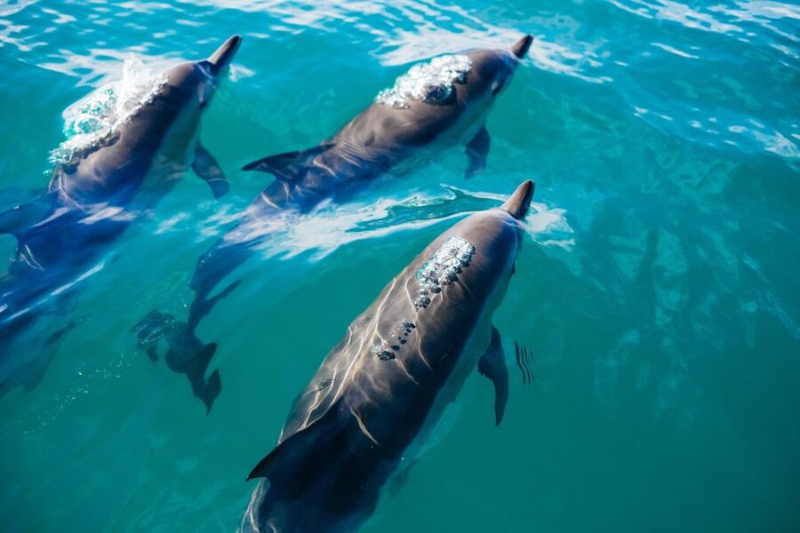 Sotogrande: Private Sailing Tour + Drink (For Groups) - The Dolphin Watch