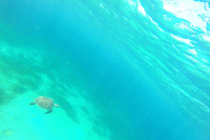 Stroll and Initiation to Sailing in the Baie des Saintes - Who will enjoy this outing most