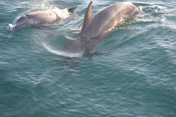 Sunset Dolphin Sail Aboard the Footloose Catamaran - Key Points to Know Before You Go