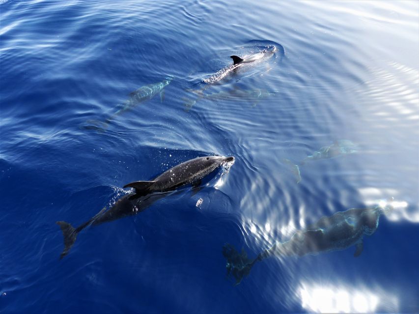 Tenerife: Los Gigantes Whale Watching Cruise by Sail Boat - Sailing power, or mostly engine time?