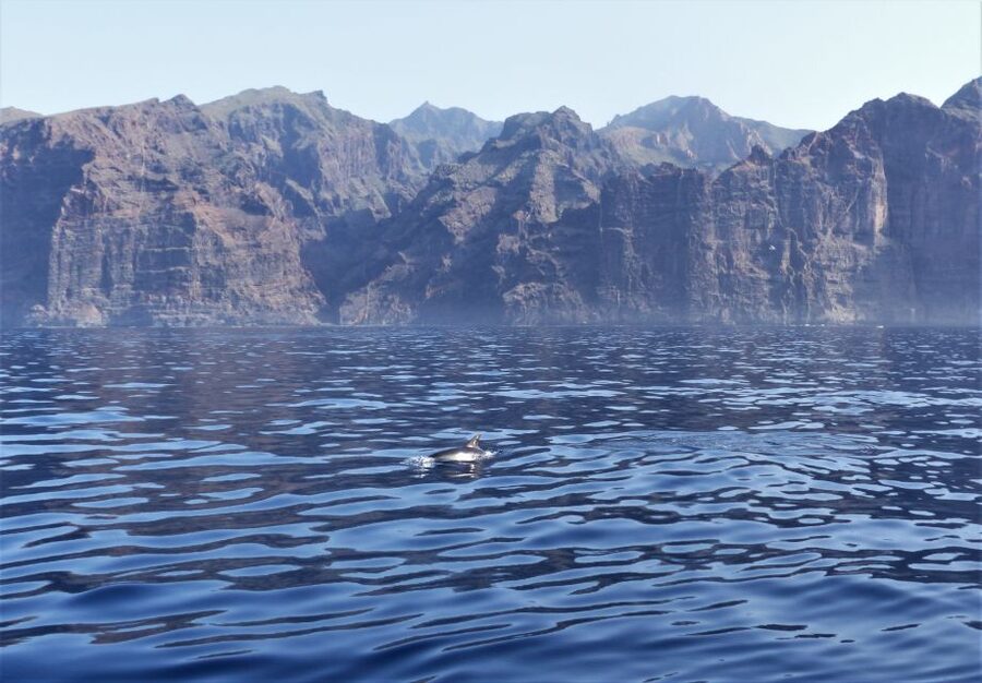 Tenerife: Los Gigantes Whale Watching Cruise by Sail Boat - The return journey is part of the show