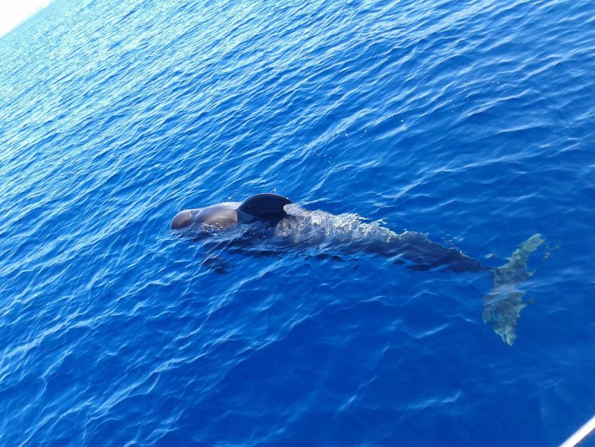 Tenerife: Private or Group 3 Hour Sailing Cruise with Drinks - Watching dolphins, whales, and sea turtles