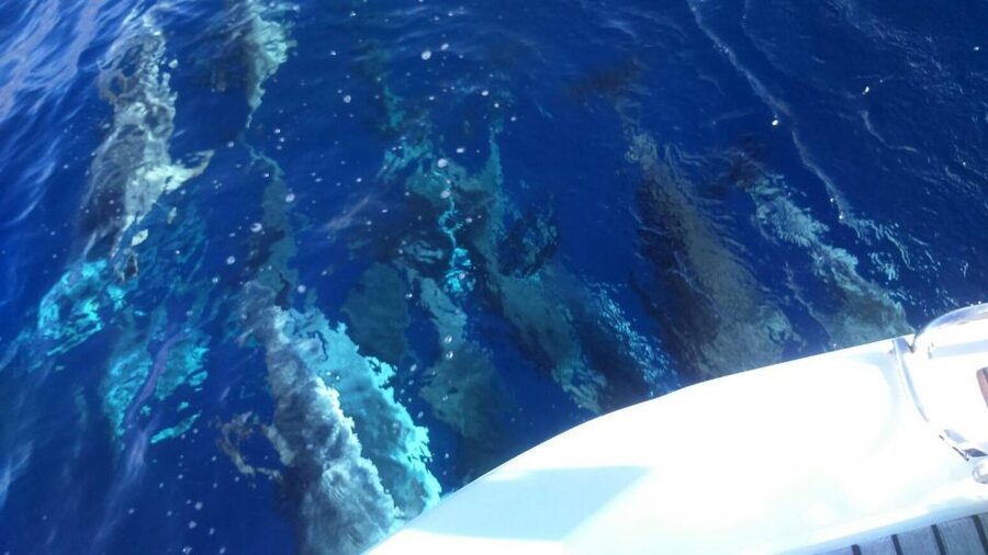 Tenerife: Private or Group 3 Hour Sailing Cruise with Drinks - Captain Felix and the crew experience