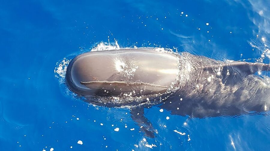Tenerife: Sailboat Tour Whale Watching Food and Snorkeling - Watching pilot whales and dolphins off Tenerife