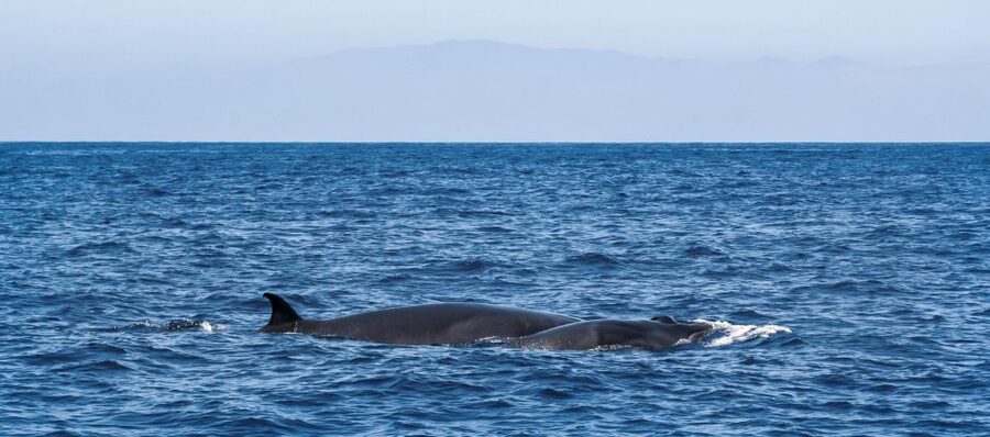 Tenerife: Sailboat Tour Whale Watching Food and Snorkeling - A quiet sail along the volcanic coast