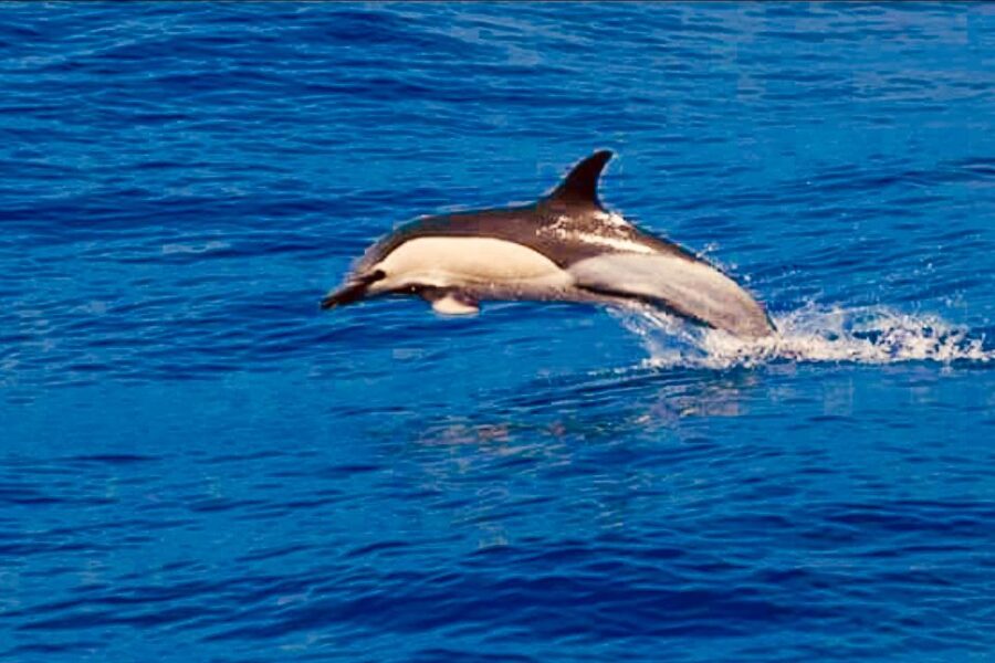 Tenerife: Sailboat Tour Whale Watching Food and Snorkeling - Who will enjoy this Tenerife boat trip?