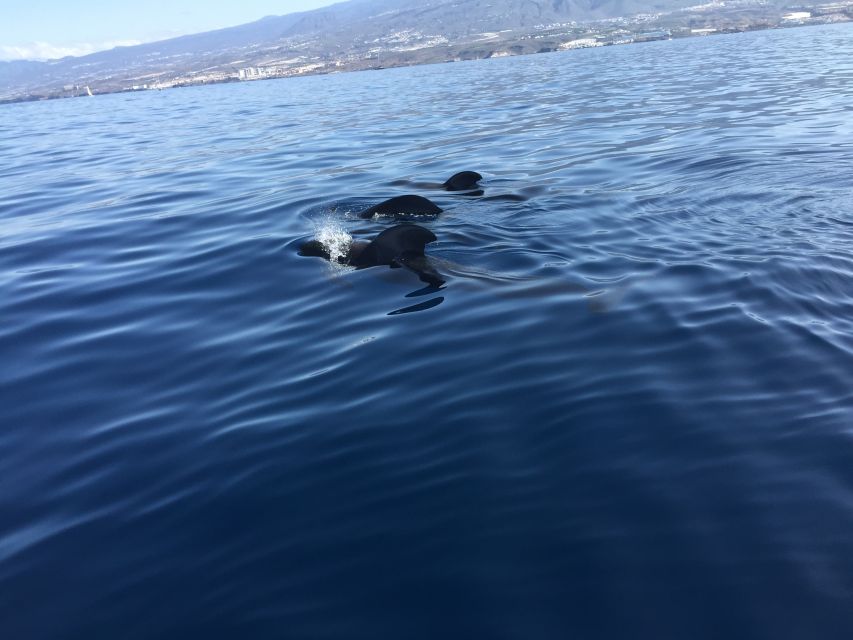 Tenerife: Sailing Excursion with Whale and Dolphin Watching - Starting at Puerto Colón in southern Tenerife