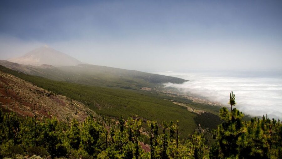 Tenerife: Teide National Park and Dolphins Sailboat Tour - Useful planning details for a smoother day