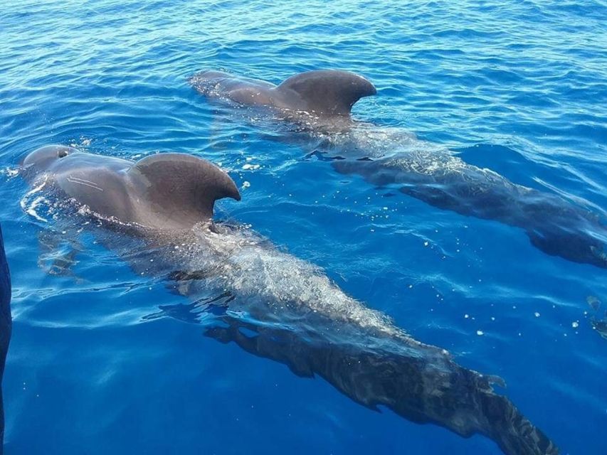 Tenerife: Teide National Park and Dolphins Sailboat Tour - The cable car question and changing park conditions