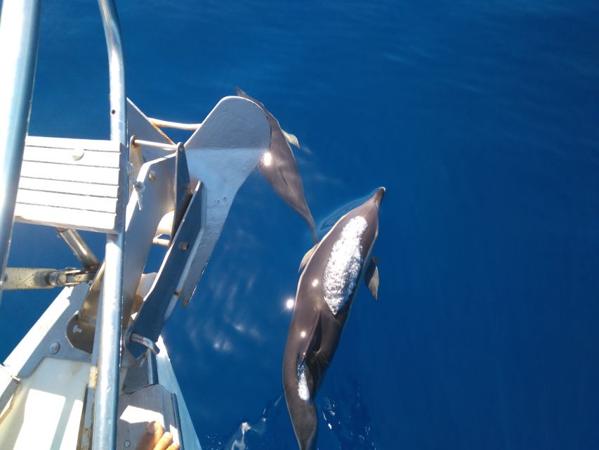 Tenerife: Teide National Park and Dolphins Sailboat Tour - A small sailboat with room to breathe