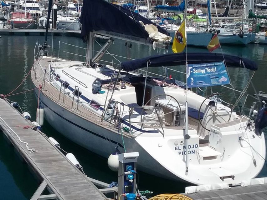 Tenerife: Teide National Park and Dolphins Sailboat Tour - Dolphins and pilot whales in open water