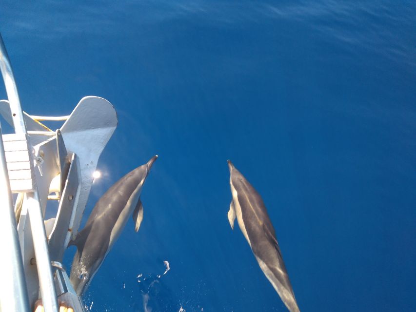 Tenerife: Teide National Park and Dolphins Sailboat Tour - What the $218 price really covers