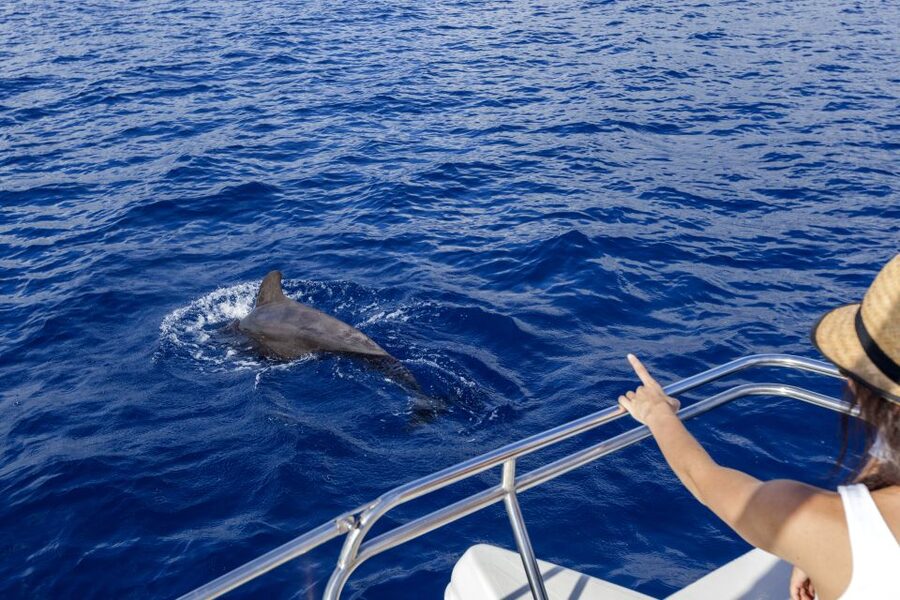 Tenerife: Whale and Dolphin Watching Tour by Sailboat - Key points at a glance
