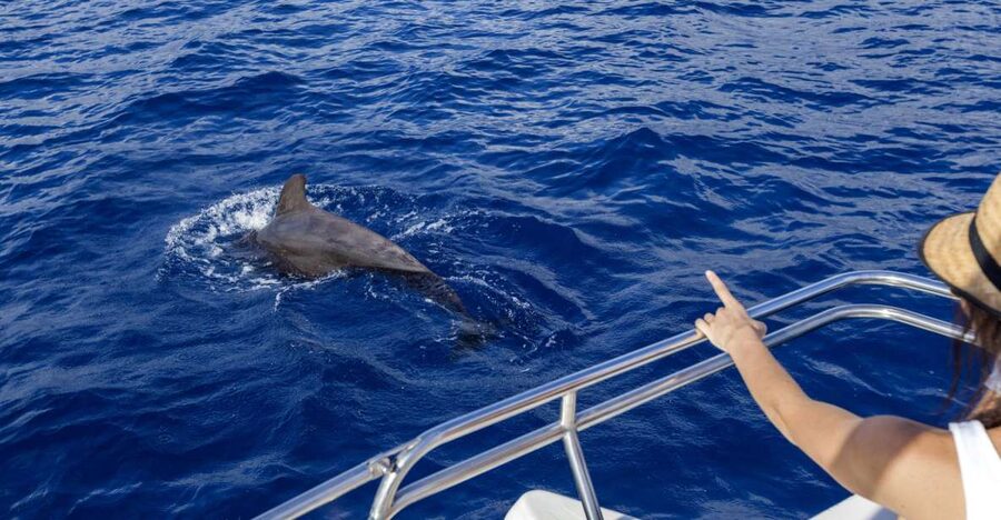 Tenerife: Whale and Dolphin Watching Tour by Sailboat - Wildlife watching without a giant crowd