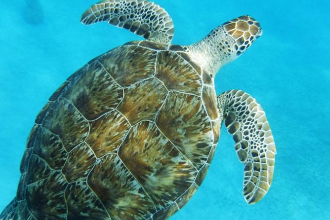 Turtle Cove Catamaran Snorkel and Sail at Little Buck Island STT - Timing, cruise ships, and group size