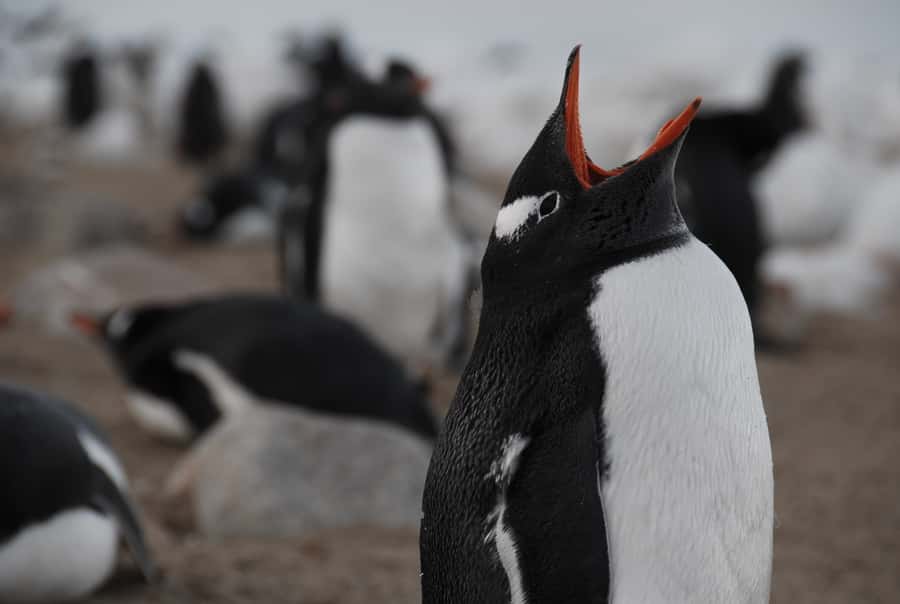Ushuaia: Catamaran Sailing to Penguin Island - Key points before you book