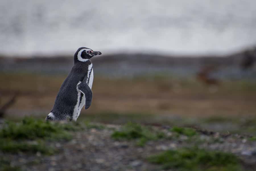 Ushuaia: Catamaran Sailing to Penguin Island - Martillo Island and its summer penguin colony