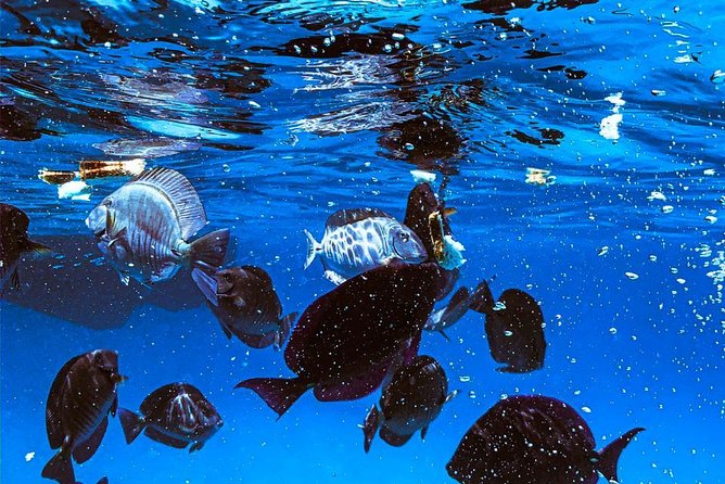 VIP Morning Delight Champagne Sailing and Snorkeling with Lunch - Why the small boat matters in Aruba