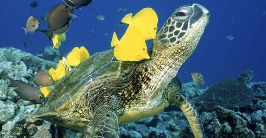 Waikiki Beach: Turtle Snorkeling and Sailing on Hāwea - Meeting Hāwea behind the Duke statue
