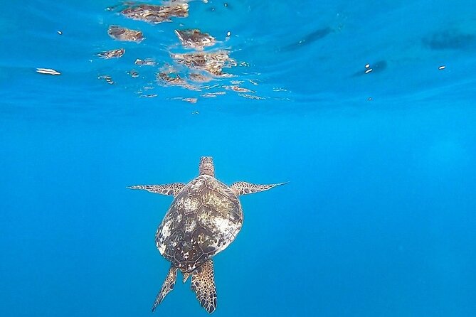 Waikiki Turtle Snorkel and Sail on Hawea Catamaran - What is included for $89.56