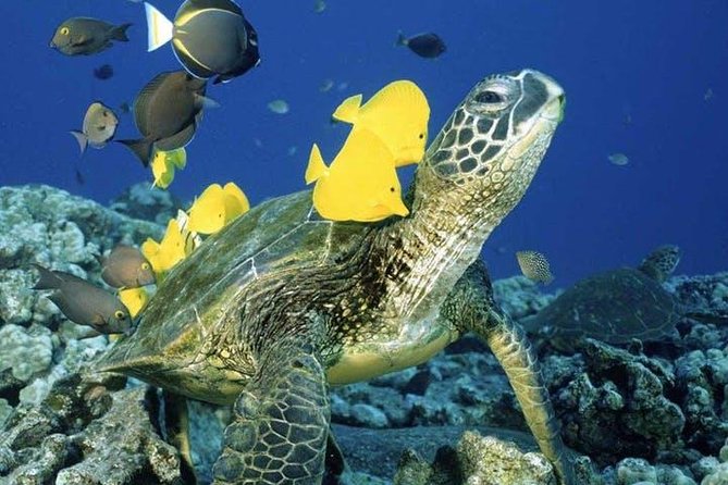 Waikiki Turtle Snorkel and Sail on Hawea Catamaran - Sailing out toward Turtle Canyon