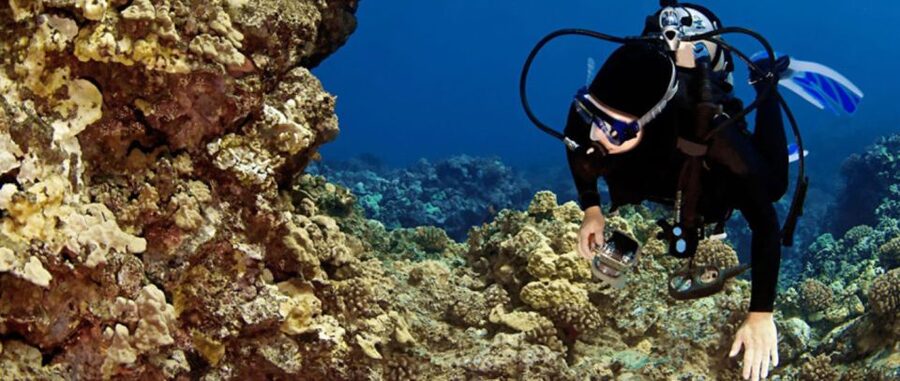 Waikoloa Catamaran Snorkel & Sail Adventure with Lunch - Key points at a glance