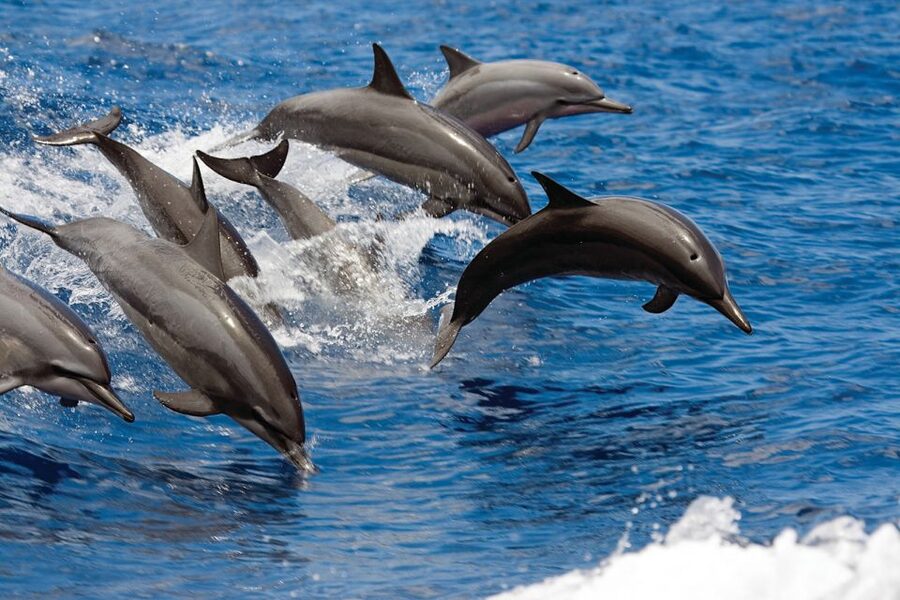 Waikoloa Catamaran Snorkel & Sail Adventure with Lunch - What you may see beneath the surface
