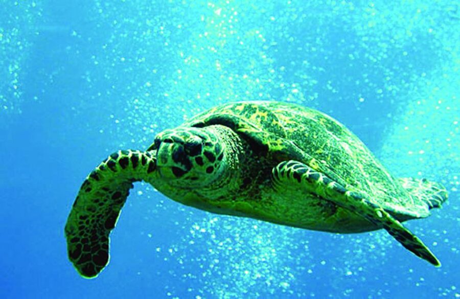 Waikoloa Catamaran Snorkel & Sail Adventure with Lunch - Reaching the Kohala Coast snorkeling spot