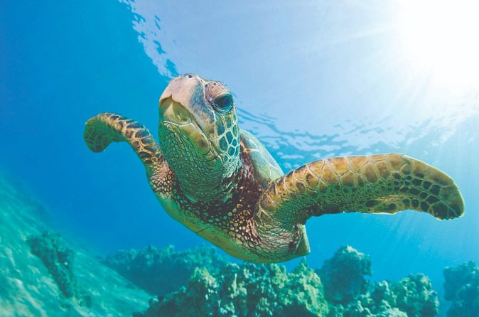 Waikoloa Turtle Catamaran Snorkel Sail - Practical tips for a smoother afternoon