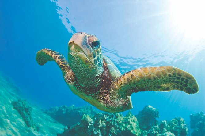 West Oahu Dolphin Watch and Snorkel Sail with Lunch - Key things to know before you book