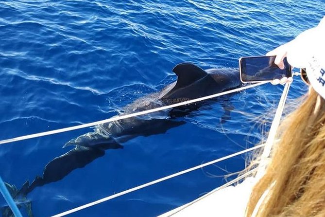 Whale and Dolphin Small Group Sailing from Tenerife South - Sailing From Puerto Colón in Tenerife South