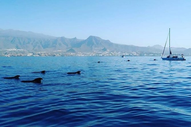Whale and Dolphin Small Group Sailing from Tenerife South - Who Should Book This Sailing