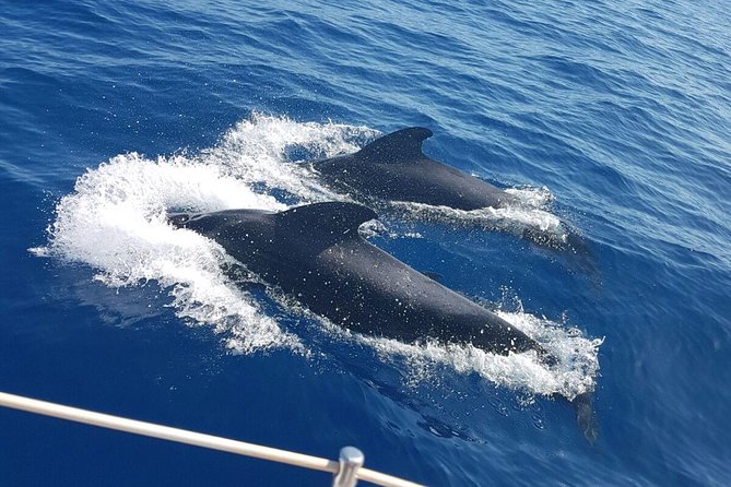 Whale and Dolphin Watching Sailing Boat with Drinks, Snacks and Swimming Time - Setting out from Puerto Colón with only 11 people