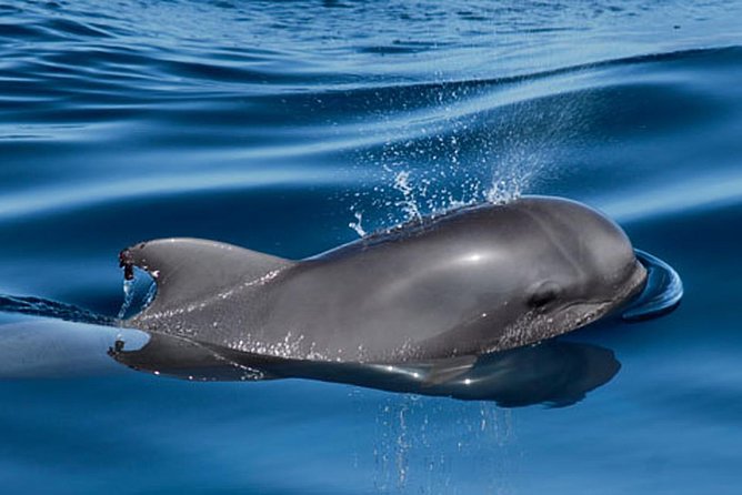 Whale and Dolphin Watching Sailing Boat with Drinks, Snacks and Swimming Time - A simple lunch, sparkling wine, and unlimited drinks