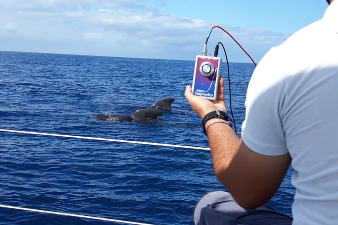 Whale and Dolphin Watching Sailing Boat with Drinks, Snacks and Swimming Time - How the $78.44 price measures up