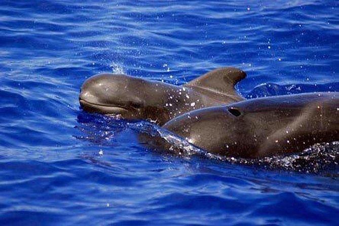 Whale and Dolphin Watching Sailing Boat with Drinks, Snacks and Swimming Time - Watching whales without the big-catamaran crowd