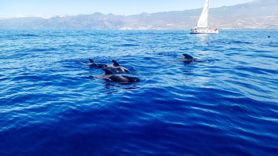 Whale and Dolphin Watching Sailing Tour – Los Gigantes (3H) - Key things to know before booking