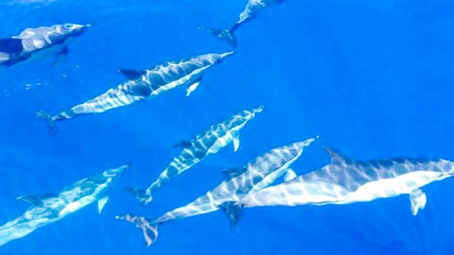 Whale and Dolphin Watching Sailing Tour – Los Gigantes (3H) - Setting sail from Los Gigantes