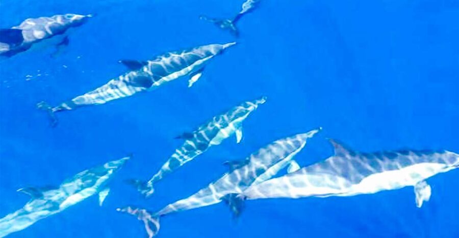 Whale and Dolphin Watching Sailing Tour – Los Gigantes (3H) - The Cliffs of the Giants from sea level